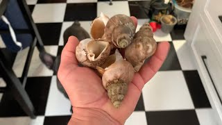 How To Cook Whelk Sea Snails [upl. by Eibrad]