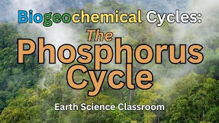 Detailing The Phosphorus Cycle [upl. by Eedoj]