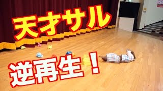 天才ニホンザルが逆再生動画をつくってみた！（120） [upl. by Essirahc188]