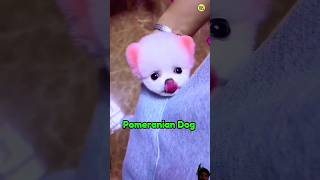 dog😺 price in India । cute Pomeranian dog Rajesh5G puppy shorts viral funny pomerian [upl. by Danila]