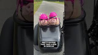 A pair of pigs dressed in pink helmets goggles and metallic jackets ride in a sidecar in Florida [upl. by Nyre337]