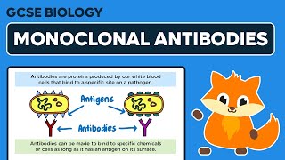 Monoclonal Antibodies  GCSE Biology [upl. by Mapes]