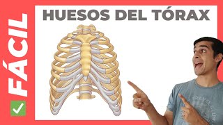 ✅ Huesos del TORAX esternón y costillas Anatomía [upl. by Dnesnwot]