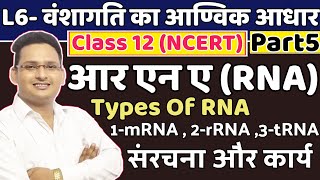 RNA Class 12 biology chapter 6  12th biology lesson 6  Chapter 6 molecular basis of inheritance [upl. by Armat530]