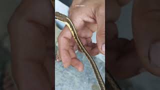 Schokari sand racer snake 🐍youtube shortvideos shortsviral shorts vairalshort [upl. by Letsirc475]