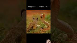 Who will WinMongoose vs Cobra  wildlife snake animals wildanimals nature mongoose shorts [upl. by Dirgni]