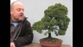 Bonsai YOU Can Make At Home [upl. by Felix]