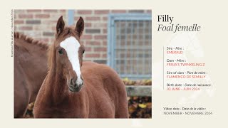 Lot 37  Filly  Emerald x Frisias Twinkeling Z by Flamenco de Semilly [upl. by Eelta972]