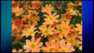 Plant Pick  Coreopsis Sienna Sunset [upl. by Halsey]