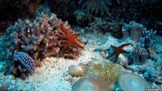 STUNNING TIMELAPSE SHOWS CORAL REEFS SECRET LIFE ON THE GREAT BARRIER REEF  BBC NEWS [upl. by Arevle]