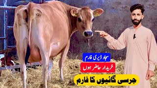 Sajjad Dairy Farm  First Timer Jersey Cow  Cow For Sale In Pakistan  Pk Janwar Mandi [upl. by Aguste223]