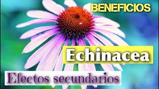 🌼 ECHINACEA BENEFICIOS ❤️ propiedades y EFECTOS SECUNDARIOS [upl. by Lawford209]