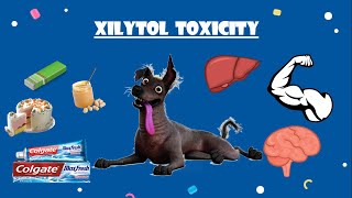 Xylitol toxicity in dogs  التسمم بسكر الزيليتول في الكلاب [upl. by Elirpa]