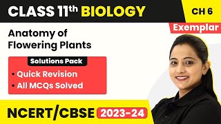 Anatomy of Flowering Plants  MCQs  NCERT Exemplar Class 11 Biology Ch 6  NEET Biology [upl. by Joyann]