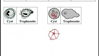 USMLE ACE Video 103 HighYield infectious agents [upl. by Kendrick]