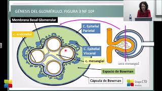 ConcentraMIR  Nefrología  2020  2021  Primera Vuelta [upl. by Zaslow]