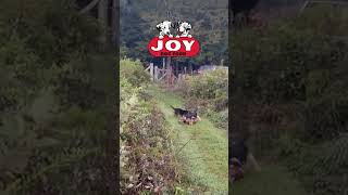 The hounds are loose at Rivah Time Beagles FueledByJoy JOYDogFood beagles harehunting akc [upl. by Adnohsal]