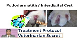 Interdigital Cysts in Dogs [upl. by Ylrebmek]