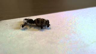 1372013  Physogastric Lasius niger queen [upl. by Aydne]