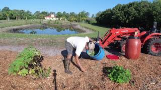 making fertilizer out of Mexican Sunflower Tithonia diversifolia [upl. by Ailemac]