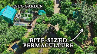 Stunning TINY Permaculture Backyard Kitchen Garden With 30 Fruit Trees [upl. by Monie]