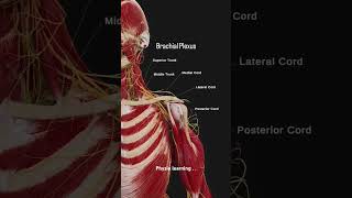 The brachial plexus is a network of nerves in origin in upper limb anatomymedicalmedicalstudent [upl. by Nnaeerb]