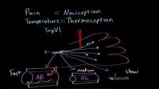 Pain and temperature  Processing the Environment  MCAT  Khan Academy [upl. by Holzman630]