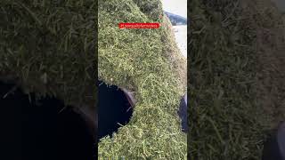 Harvestore silo is full farming loewqualityfarmvideos [upl. by Ahsienar]