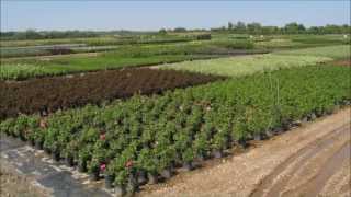 Tree Nursery Online  Tn Nursery [upl. by Brendon]