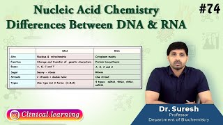 74 Nucleic Acid Chemistry  Differences Between DNA amp RNA [upl. by Enaira]