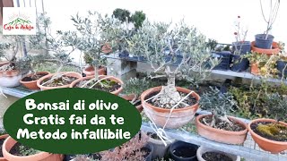 Olivo Bonsai GRATIS METODO INFALLIBILE [upl. by Boyt]