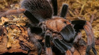 The Mexican Blood Leg Tarantula Aphonopelma bicoloratum shorts [upl. by Bobbie]