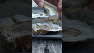 Eating Raw Oysters Wellfleet Oysters oysters seafood tastetest [upl. by Assirram]