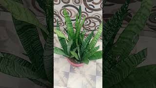 Beautiful oxigen plantyoutube video viral [upl. by Stanly]