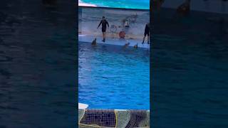 Dangerous Dolphin 🐬 dolphin eat feed  short feed feedshorts wildlife viralshortvideo viral [upl. by Atile903]