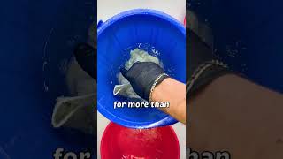 How To Fix Color Bleed In Laundry  A Dry Cleaner’s Guide diy laundry [upl. by Nnanaej232]