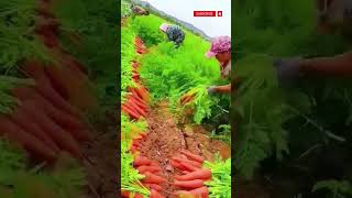 Carrot harvesting farming plants [upl. by Abner]