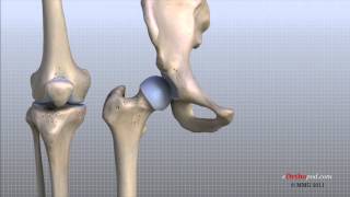 Knee Anatomy Animated Tutorial [upl. by Higinbotham]