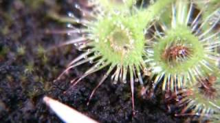 Drosera glanduligera snaptentacles [upl. by Daggna41]