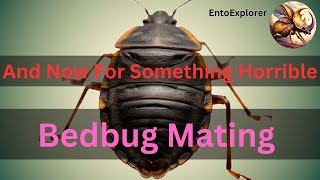 Bedbug Mating  And Now For Something HorribleTraumatic Insemination [upl. by Morocco]