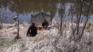 Nova Scotia Duck Tolling Retriever  tolling [upl. by Ynor]