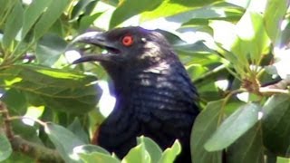 Greater Coucal Calls [upl. by Ras]