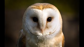 Owl Documentary  Fascinating Facts About Owls New Documentaries [upl. by Urbanus]