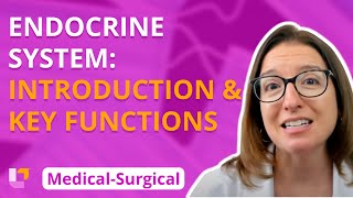 Endocrine Introduction amp Key functions  MedicalSurgical  Endocrine  Level Up RN [upl. by Vail418]