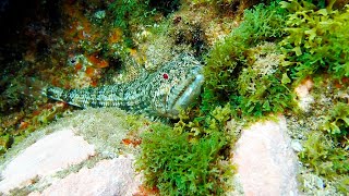 Pez Lagarto Synodus synodus en el mar de Canarias [upl. by Ellimac]