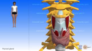 Location of the Larynx [upl. by Eilata]