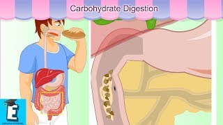 Carbohydrate digestion Learn for Children and Kids  EDUKID Learning [upl. by Ellehc]