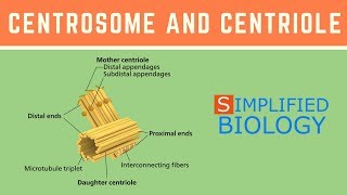 CENTROSOME AND CENTRIOLE for NEET AIIMS MCAT AIPMT JIPMER PREMED [upl. by Nioe354]