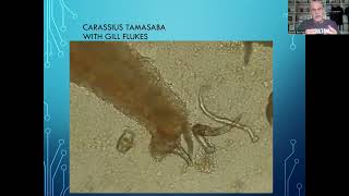 Fish disease case nr 242 Goldfish Tamasaba Carassius auratus var with gill fluke infection [upl. by Yelsna]