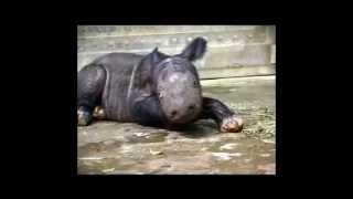 2 Sumatran Rhinoceros [upl. by Chance]